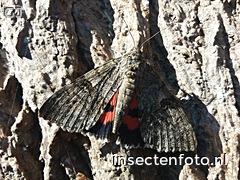 vlinder (2448*1836)